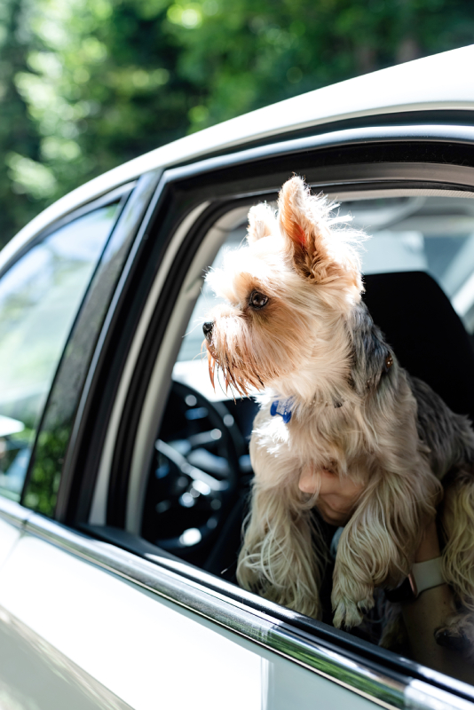st bernard dog travelling in car enjoying road