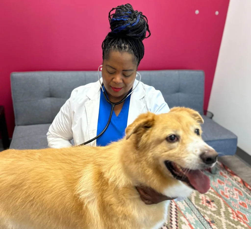 Wellness check to a dog